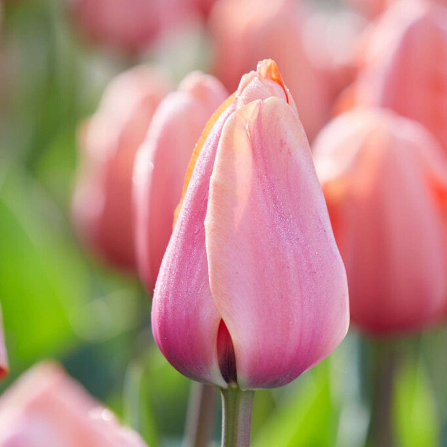 Tulppaani 'Apricot Impression'